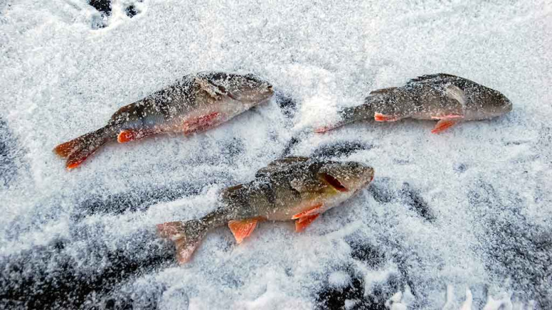 Dar kartą apie šoninius pavadėlius Dar kartą apie šoninius pavadėlius
