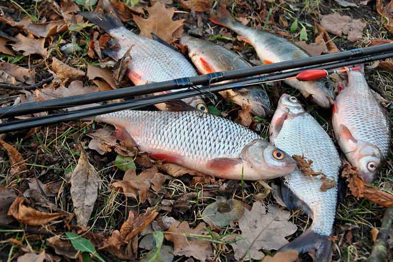 Jei sausį smarkiai atšyla. Žūklė plūdine Jei sausį smarkiai atšyla. Žūklė plūdine