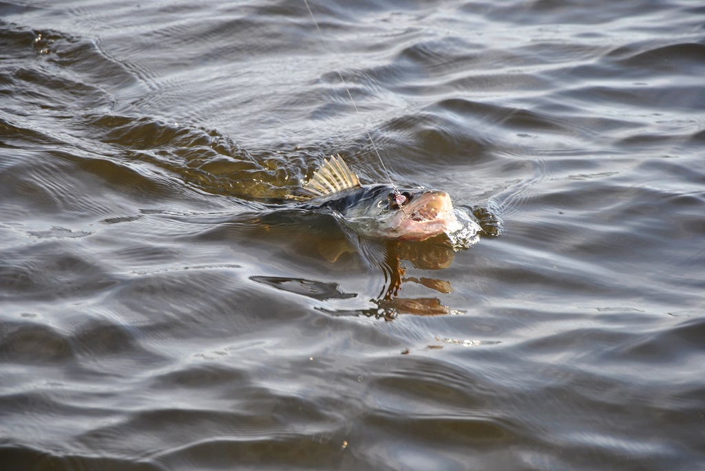 Trumpai apie drop shot įrankius ir masalus
