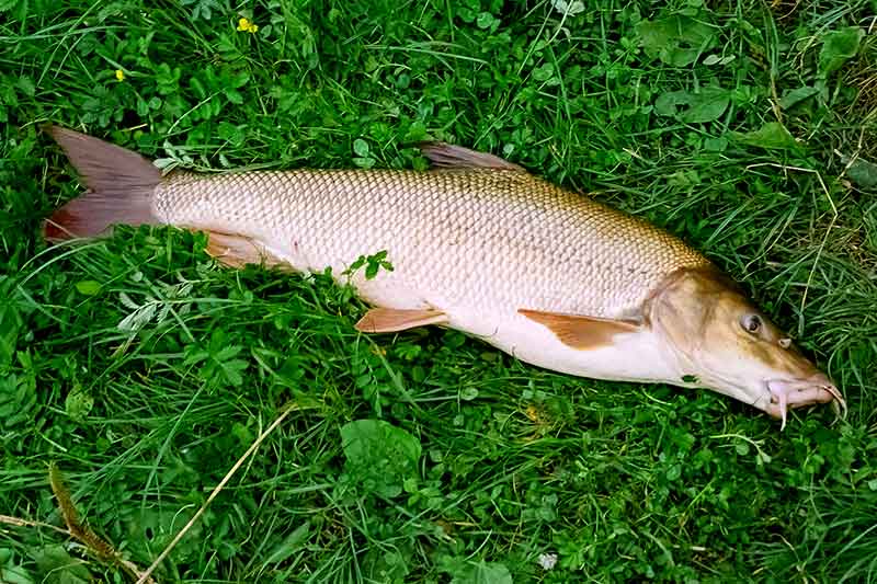Tik stambioms karpinėms žuvims