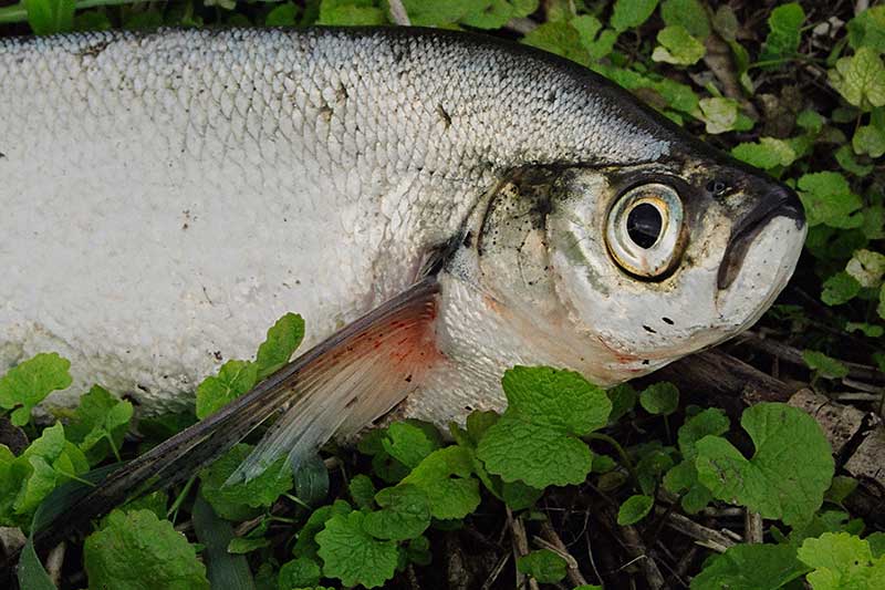 Užsispyrusios ožkos sutramdymas