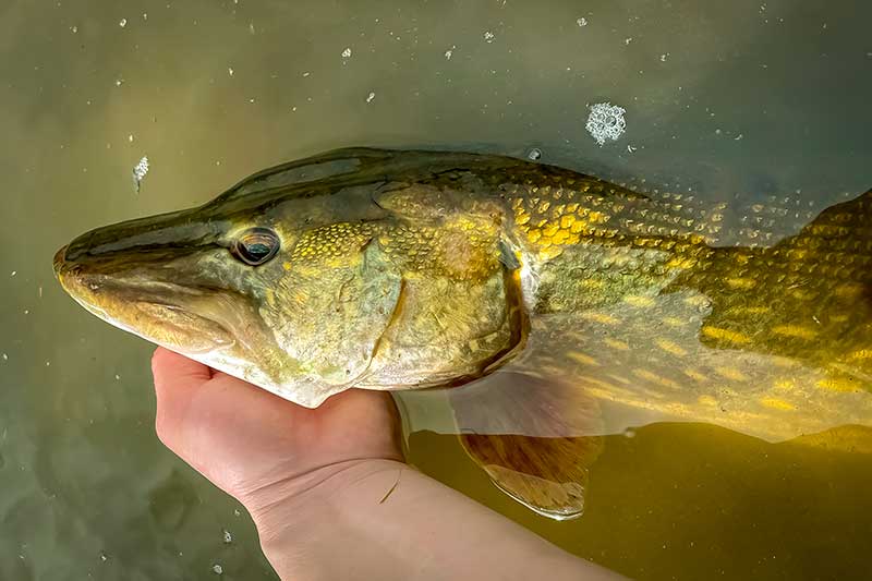 Džigavimas heavy stiliumi. Įranga