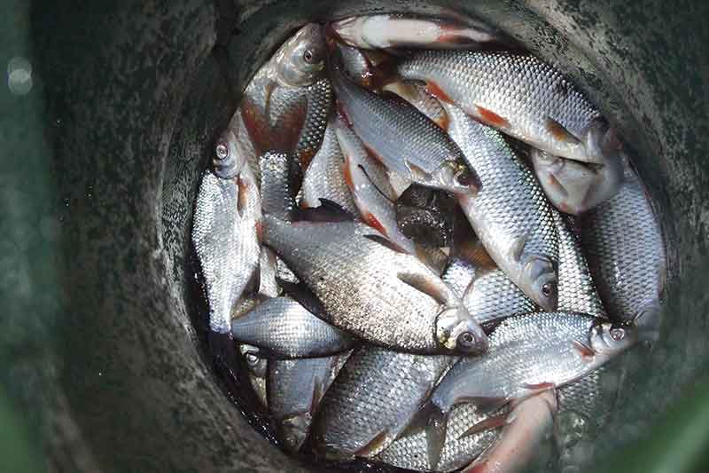 Kąsnelis skubančiai kuojai