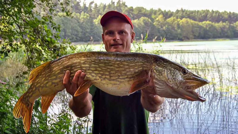 Mažesnių nei metras – negaudysim! Bendrais bruožais apie masalus Mažesnių nei metras – negaudysim! Bendrais bruožais apie masalus