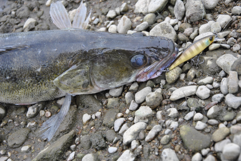 Kada sterkai keičia savo įpročius