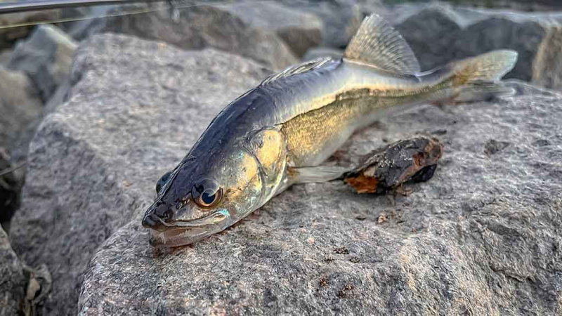 Plėšrūnai naktį nemiega. Pirma dalis