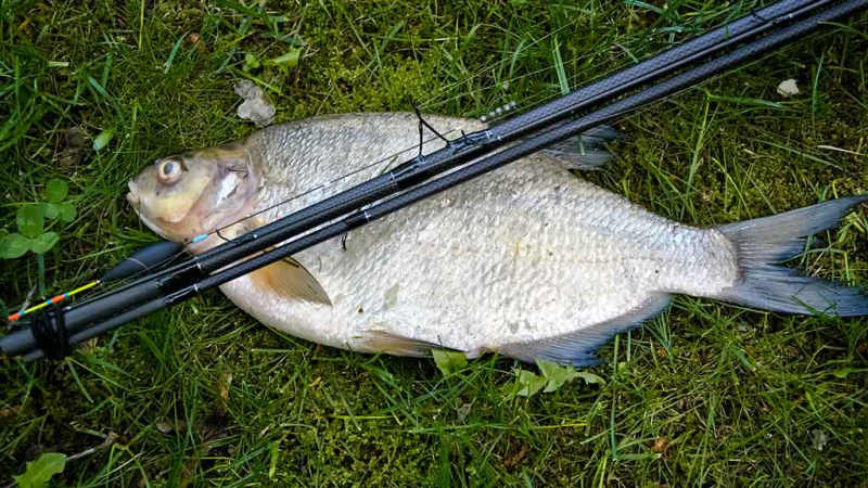 Trotingas: dreifuojanti pasroviui plūdė