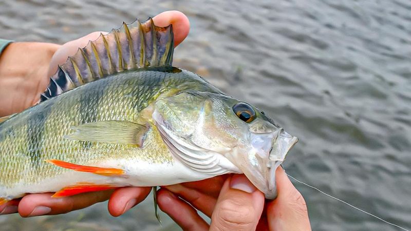 Žiemos gudrybes prisiminus. Antra dalis