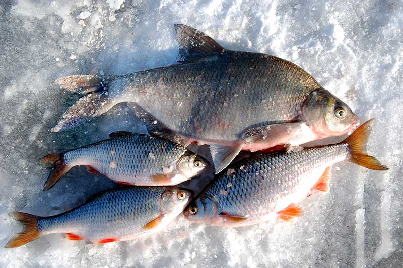 Paprasčiausias būdas pagauti kuoją