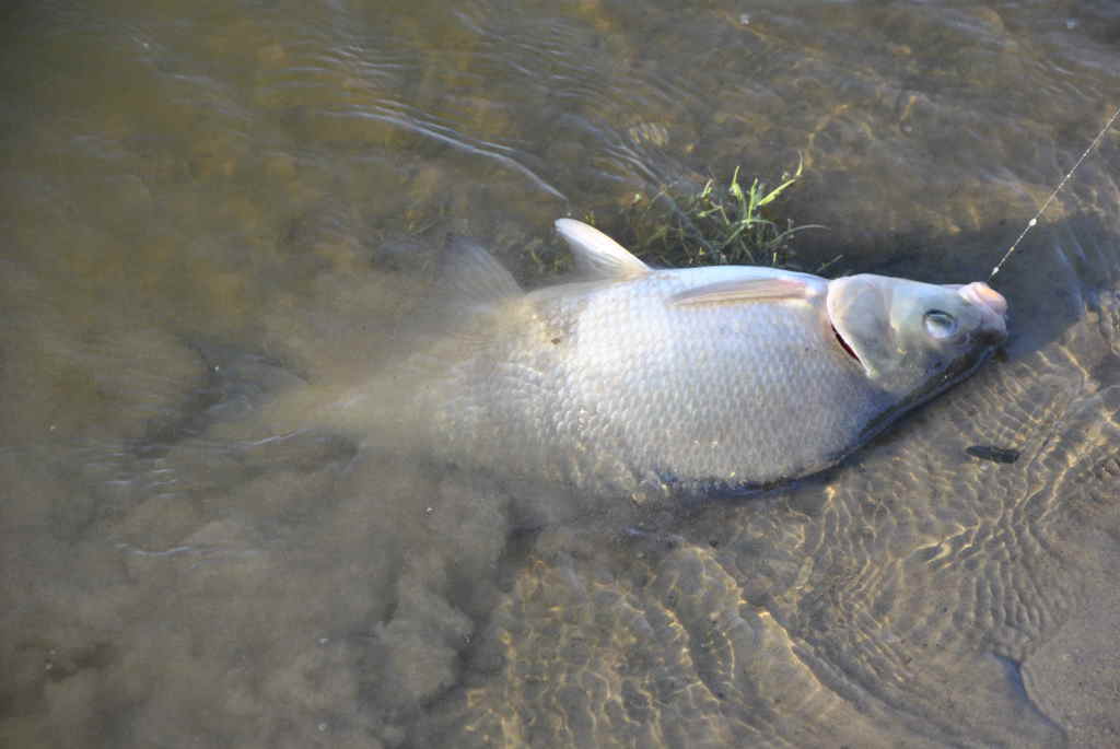 Vasariniai jaukai karšiams