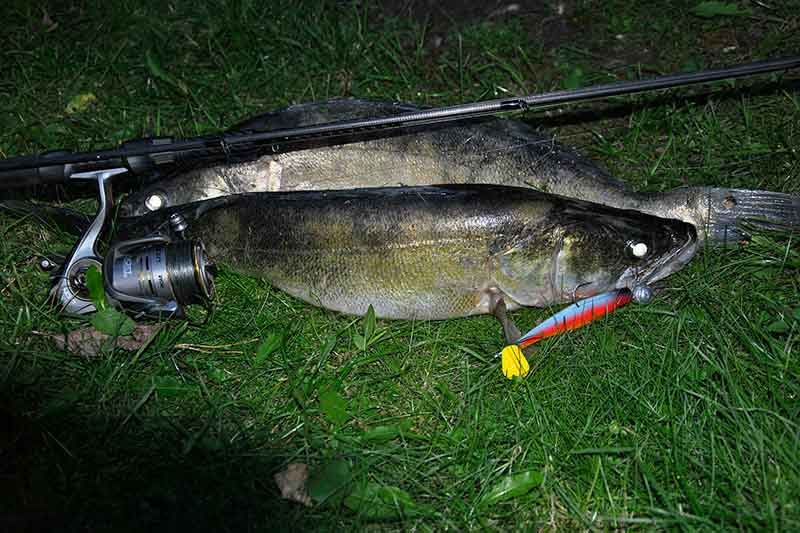 Sterkus – iš valties naktį