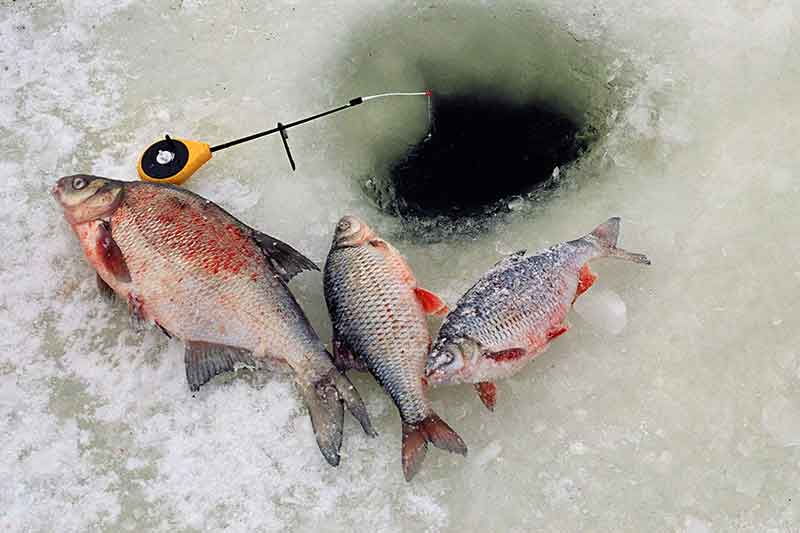 Didelių ir labai didelių karšių paieškos