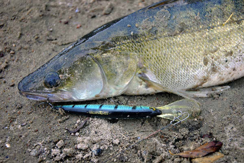 Ar reikalingas vobleriui žiedelis?