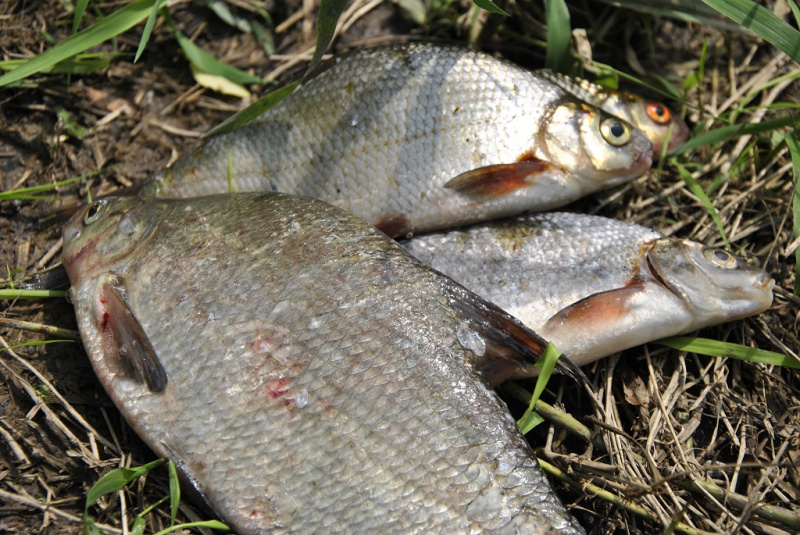 Žūklė upėje dugnine. Signalizatoriai ir švieselės
