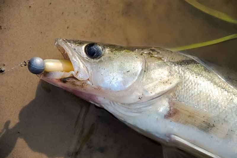 Masalų kibumo anomalijos. Guminukai