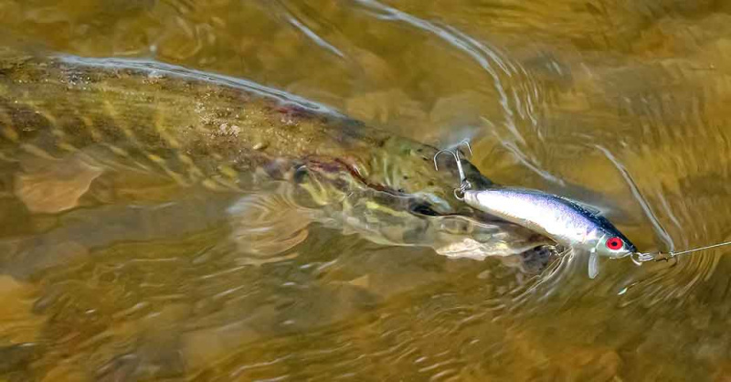 Minnow vobleriai ir tvičingas Minnow vobleriai ir tvičingas