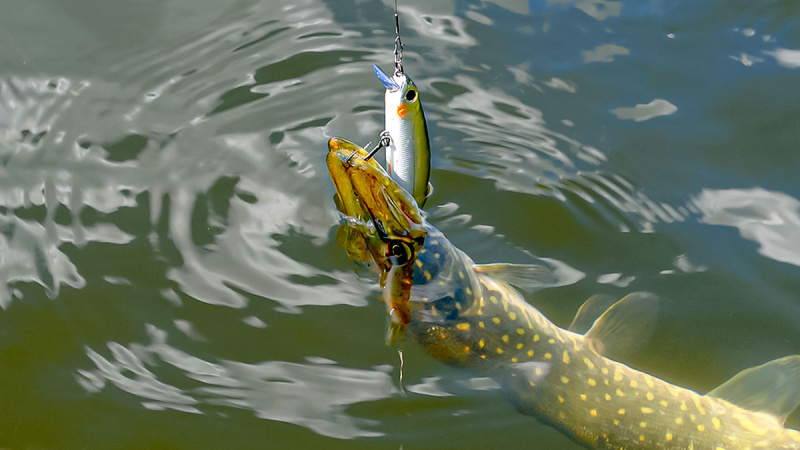Ar sunku įsisavinti tvičingą? Spiningas