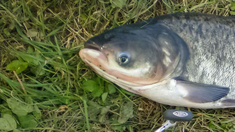 Plačiakakčiai ir karpiai... spiningu Plačiakakčiai ir karpiai... spiningu