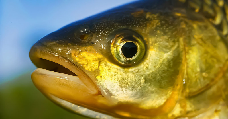 Kad pagavus šapalą būtų galima pasakyti: „Oho!“. Žūklavietės Kad pagavus šapalą būtų galima pasakyti: „Oho!“. Žūklavietės