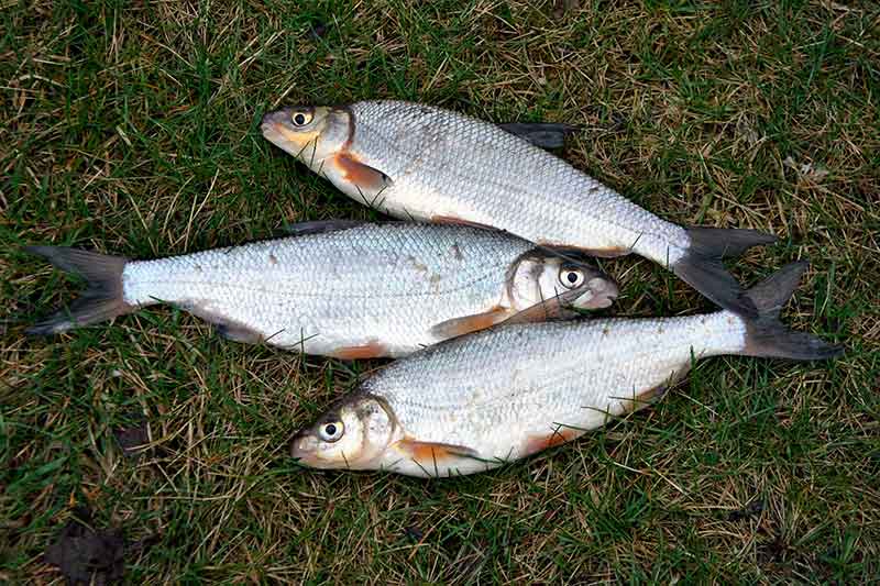 Kai nepaisoma žiobrių gaudymo tradicijų Kai nepaisoma žiobrių gaudymo tradicijų