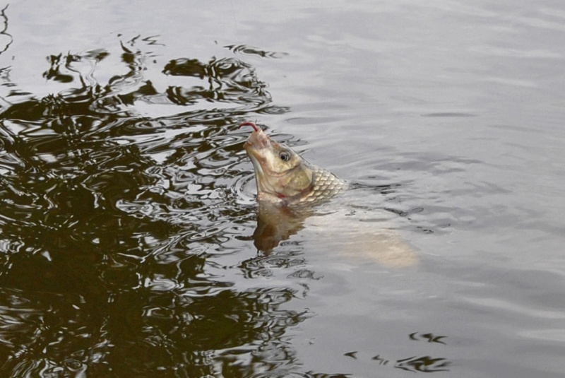 Pagal Jurgį ir kepurė