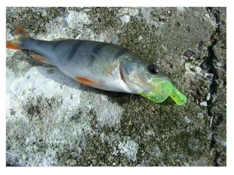 Ešerių gaudymas skonį ir kvapą turinčiais guminukais