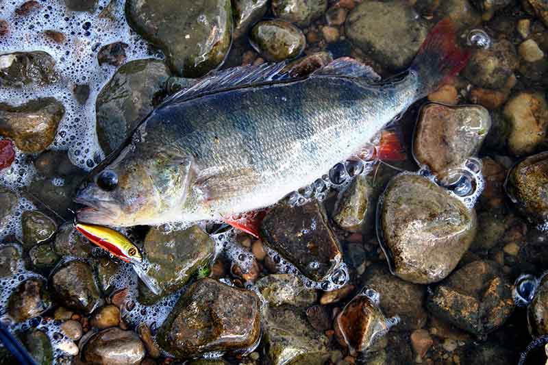 Kam reikalingi smarkiai vibruojantys masalai? Kam reikalingi smarkiai vibruojantys masalai?