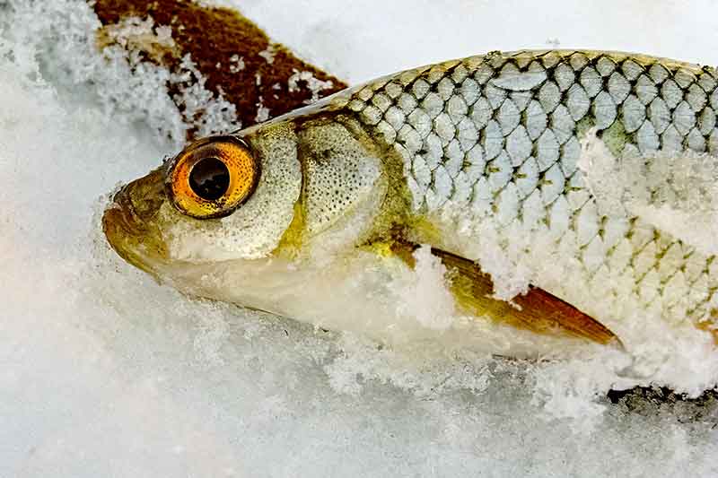 Raudžių žūklė avižėlėmis