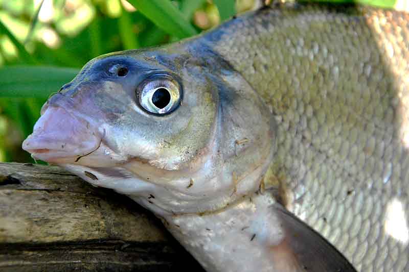 Palaidynė stambių žuvų gaudymui