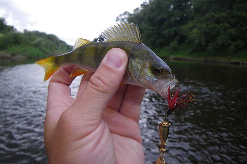 Ar žuvys gudresnės už žvejį?