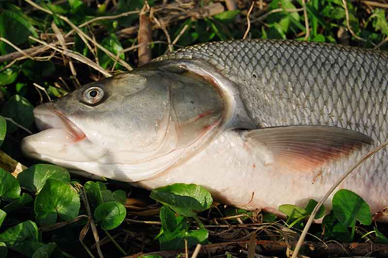 Salačiai. Kai sugriūva stereotipai