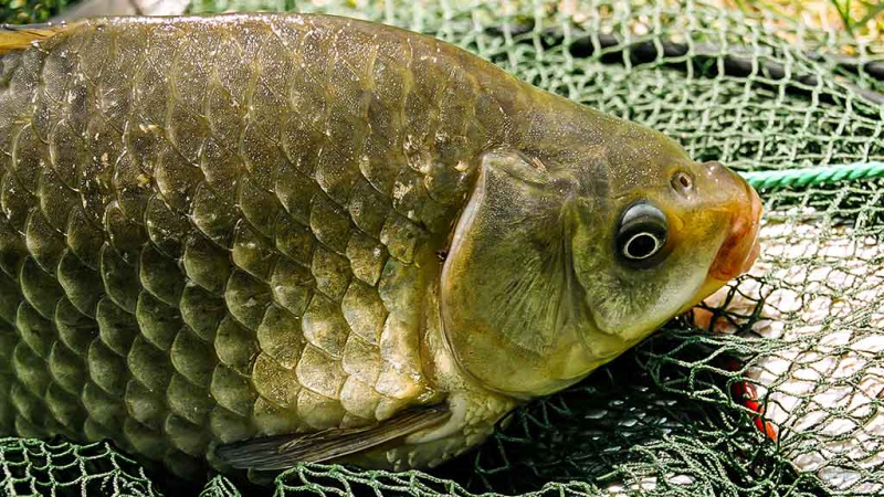 Karosai ir antra rugpjūčio pusė – kaip žvejoti