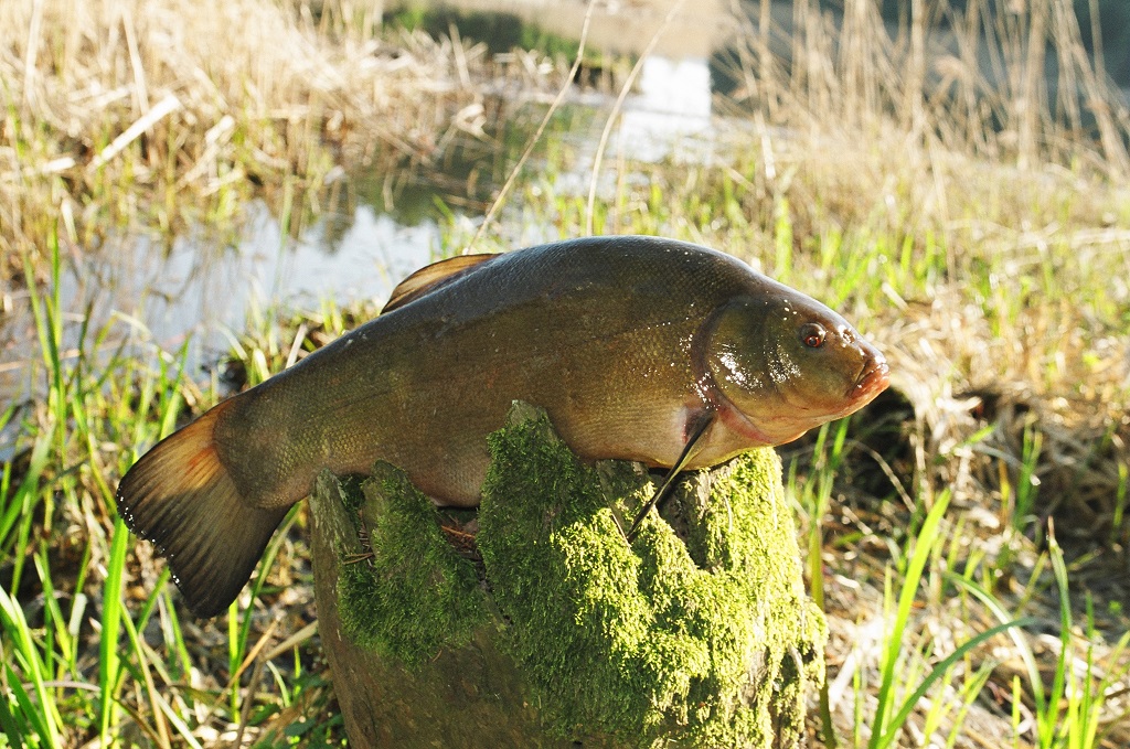 Jauką lynams pasigaminkite patys