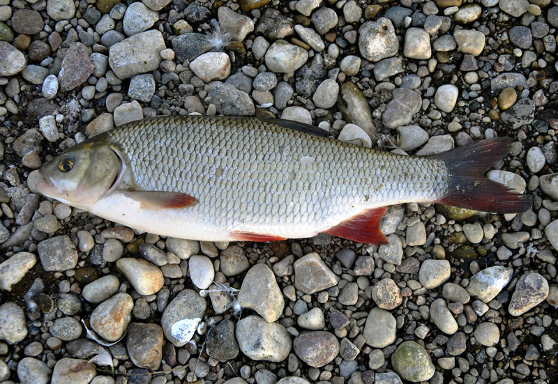 Meknių žūklė spiningu. Įrankiai  Meknių žūklė spiningu. Įrankiai