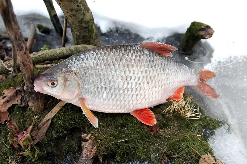 Apie žinomos kuojos nežinomas savybes