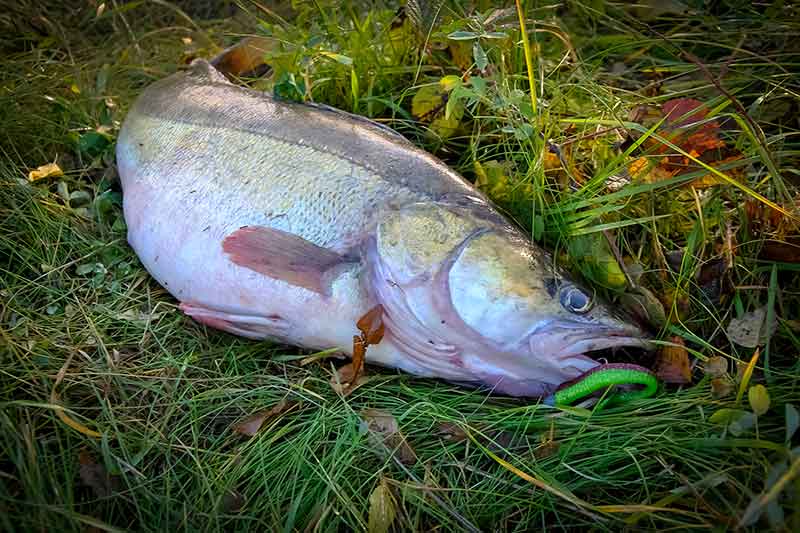 Silikoniniai niuansai arba geriausias guminukas sterkui Silikoniniai niuansai arba geriausias guminukas sterkui