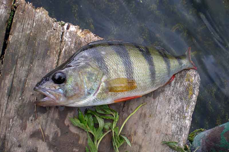 Penkios žuvys, kurias vasarą gaudau su avižėle