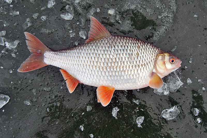 Kuojų gaudymas poledine plūdine Kuojų gaudymas poledine plūdine