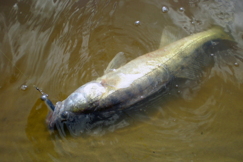 Sterką džigaujant? Elementaru, Vatsonai Sterką džigaujant? Elementaru, Vatsonai