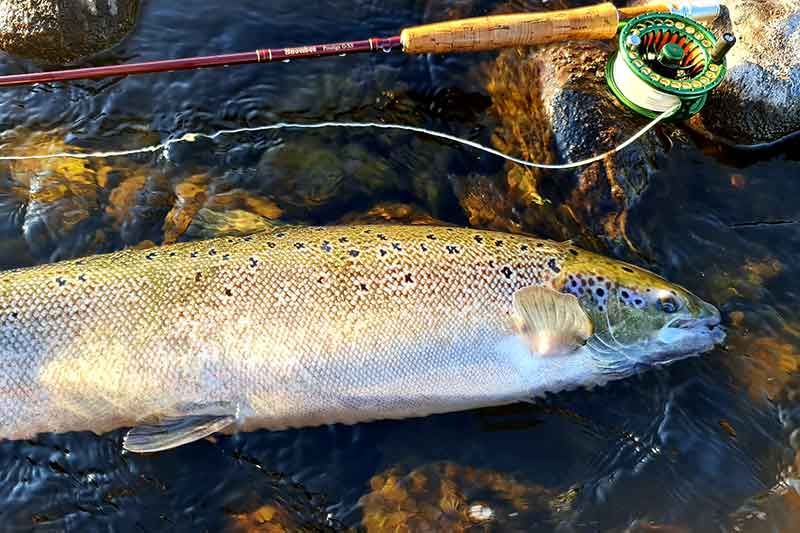 Atostogos Švedijoje Atostogos Švedijoje