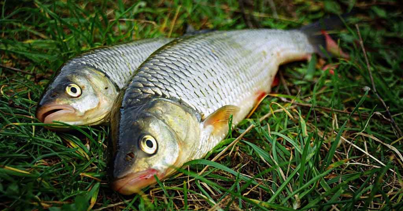 Kad pagavus šapalą būtų galima pasakyti: „Oho!“. Masalai ir jaukai Kad pagavus šapalą būtų galima pasakyti: „Oho!“. Masalai ir jaukai