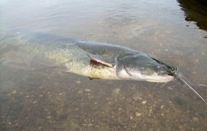 Šamų gaudymas dugnine. Žūklės taktika