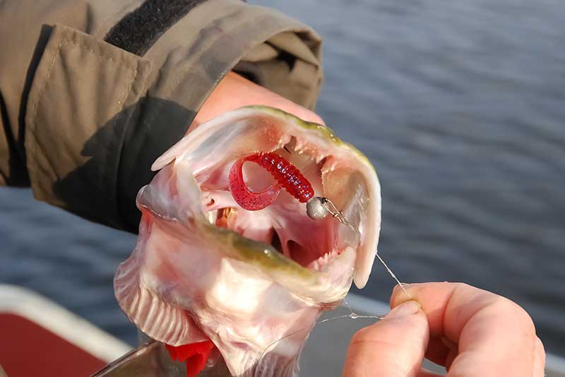 Džigavimas su lengvais galvakabliais