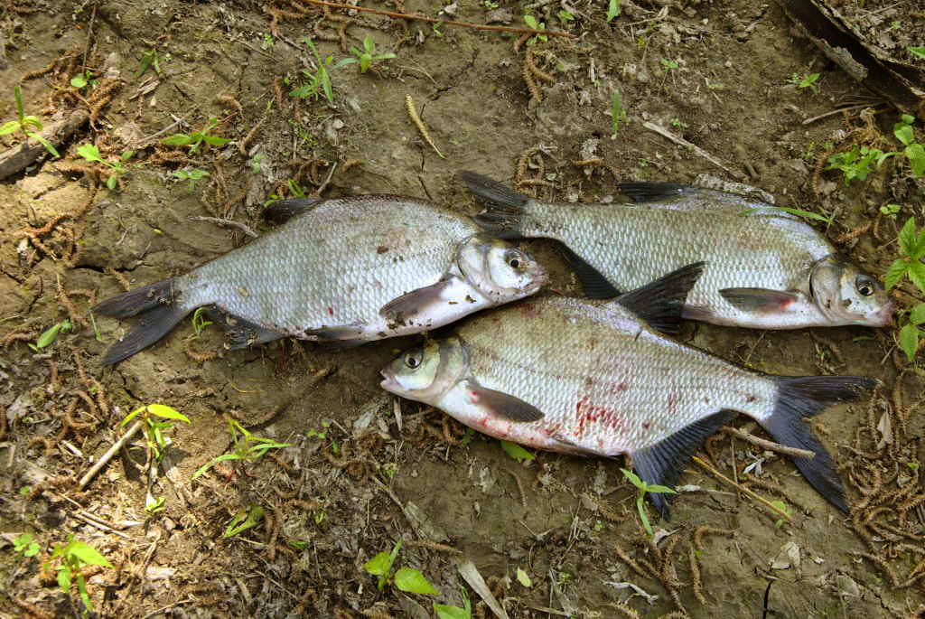 Kitoks karšių žūklės būdas