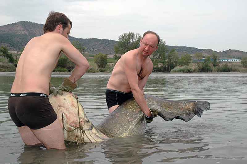 Šamą – spiningu nuo kranto. Gaudymas guminukais