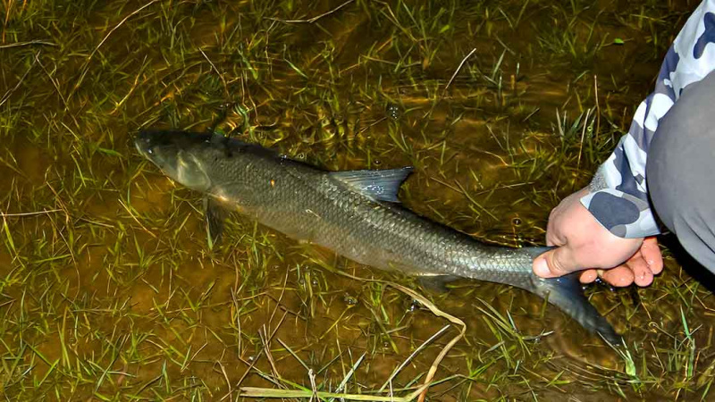 Šeštadienis, balandžio 22 – oji. Naktis prie Neries ir Nemuno