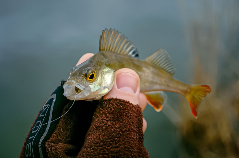 Kodėl po Naujųjų nėra ledo?