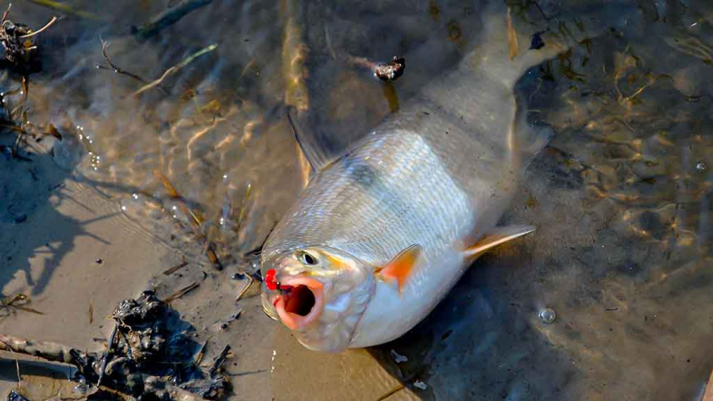 Geriausi kabliukai žiobrių žūklei