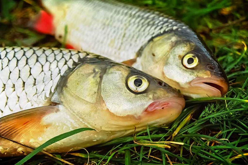 Apie žiogus upės paviršiuje ir marių dugne Apie žiogus upės paviršiuje ir marių dugne
