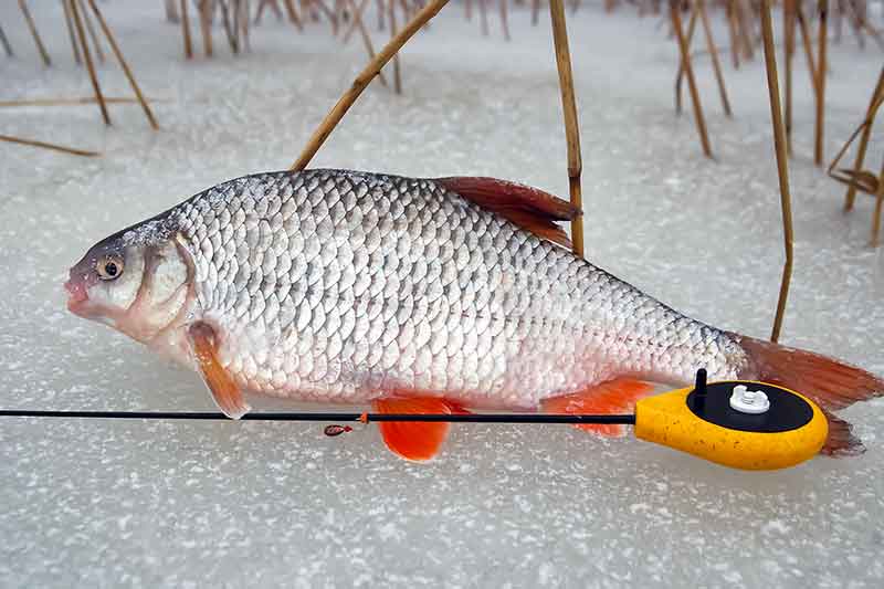 Vangios kuojos žūklė avižėle